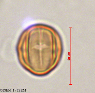 Miconia hymenanthera - lame n° 29345
